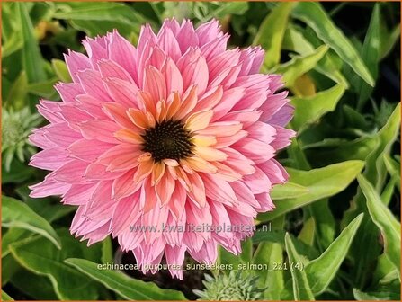 Echinacea purpurea &#039;Sunseekers Salmon&#039; | Rode zonnehoed, Zonnehoed | Roter Sonnenhut | Purple Coneflower