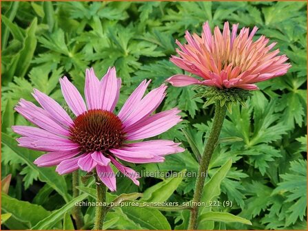 Echinacea purpurea &#039;Sunseekers Salmon&#039; | Rode zonnehoed, Zonnehoed | Roter Sonnenhut | Purple Coneflower