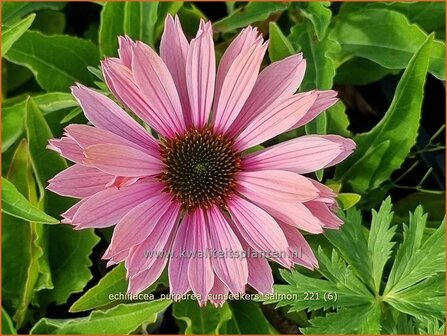 Echinacea purpurea &#039;Sunseekers Salmon&#039; | Rode zonnehoed, Zonnehoed | Roter Sonnenhut | Purple Coneflower