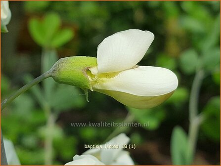 Baptisia lactea | Valse indigo, Indigolupine | Kleinere F&auml;rberh&uuml;lse