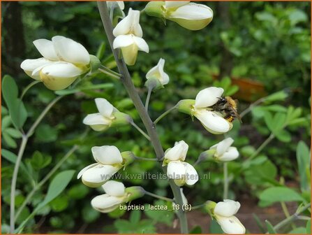 Baptisia lactea | Valse indigo, Indigolupine | Kleinere F&auml;rberh&uuml;lse