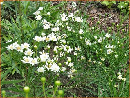 Aster ptarmicoides | Aster | Hochland-Aster | White Aster