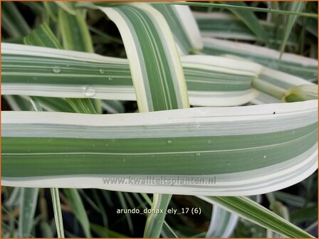Arundo donax 'Ely' | Pijlriet, Reuzenriet | Pfahlrohr