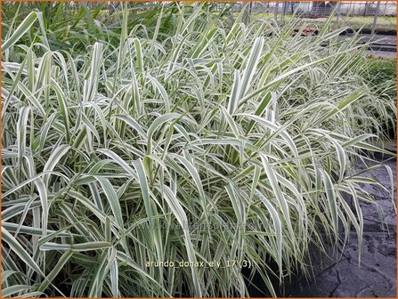 Arundo donax 'Ely' | Pijlriet, Reuzenriet | Pfahlrohr
