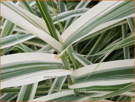 Arundo donax 'Ely' | Pijlriet, Reuzenriet | Pfahlrohr