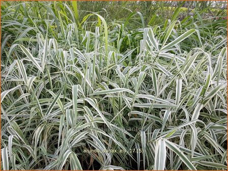 Arundo donax 'Ely' | Pijlriet, Reuzenriet | Pfahlrohr