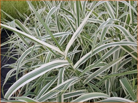 Arundo donax 'Ely' | Pijlriet, Reuzenriet | Pfahlrohr