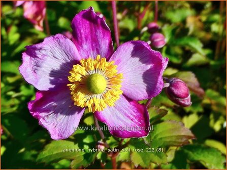Anemone hybrida 'Satin Doll Rosé' | Herfstanemoon, Japanse anemoon, Anemoon | Herbstanemone | Japanese Ane