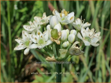 Allium tuberosum 'Cliffs of Dover' | Knoflookbieslook, Chinese bieslook, Look, Sierui | Schnittknoblauch | Garlic