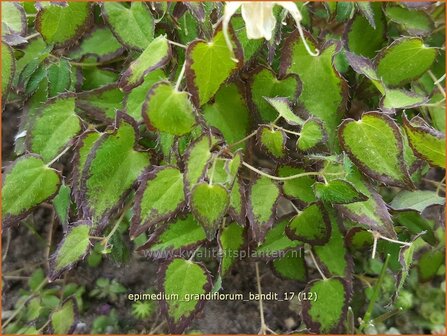 Epimedium grandiflorum &#039;Bandit&#039; | Elfenbloem | Gro&szlig;bl&uuml;tige Elfenblume