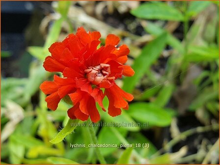 Lychnis chalcedonica &#039;Plena&#039; | Brandende liefde | Brennende Liebe | Maltese Cross