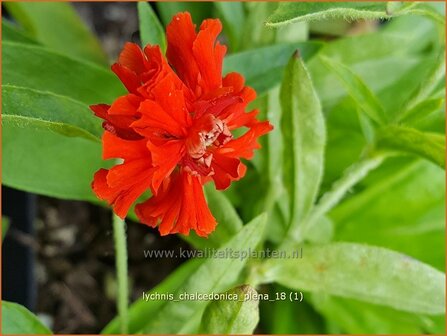 Lychnis chalcedonica &#039;Plena&#039; | Brandende liefde | Brennende Liebe | Maltese Cross