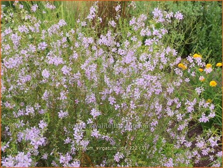 Lythrum virgatum &#039;Joy&#039; | Fijne kattenstaart, Kattenstaart | Ruten-Weiderich | Wand Loosestrife