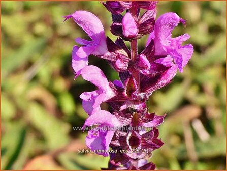 Salvia nemorosa &#039;Eos&#039; | Bossalie, Salie, Salvia | Steppensalbei | Woodland Sage