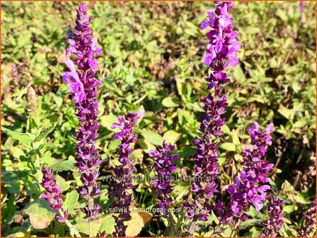 Salvia nemorosa &#039;Eos&#039; | Bossalie, Salie, Salvia | Steppensalbei | Woodland Sage