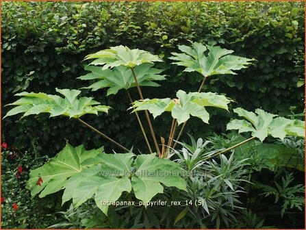 Tetrapanax papyrifer &#039;Rex&#039; | Rijstpapierplant, Rijstpapierboom | Reispapierbaum | Rice-paper Plant
