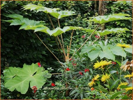 Tetrapanax papyrifer &#039;Rex&#039; | Rijstpapierplant, Rijstpapierboom | Reispapierbaum | Rice-paper Plant