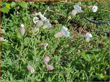 Silene maritima | Lijmkruid | Klippen-Leimkraut