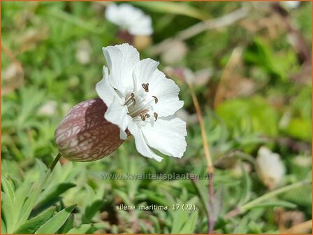 Silene maritima | Lijmkruid | Klippen-Leimkraut