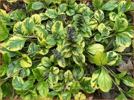 Ajuga reptans &#039;Spring Surprise&#039; | Kruipend zenegroen, Zenegroen | Kriechender G&uuml;nsel | Carpenter&#039;s 