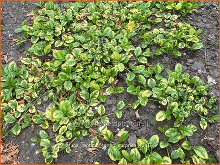 Ajuga reptans &#039;Spring Surprise&#039; | Kruipend zenegroen, Zenegroen | Kriechender G&uuml;nsel | Carpenter&#039;s 