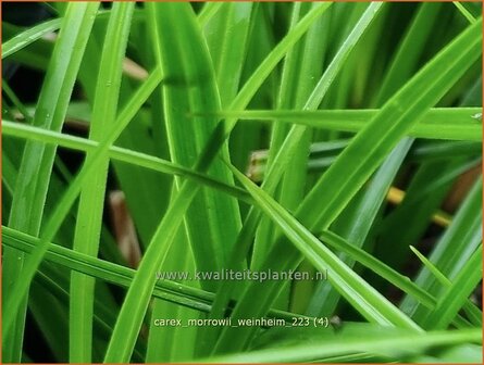 Carex morrowii &#039;Weinheim&#039; | Japanse zegge, Zegge | Japan-Segge | Japanese Sedge