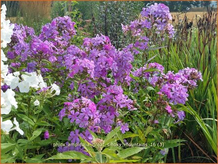 Phlox amplifolia &#039;Great Smoky Mountains&#039; | Grootbladige vlambloem, Vlambloem, Flox, Floks | Gro&szlig;bl&auml;