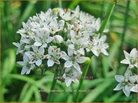 Allium tuberosum 'Cliffs of Dover' | Knoflookbieslook, Chinese bieslook, Look, Sierui | Schnittknoblauch | Garlic