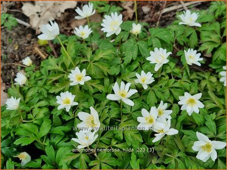 Anemone nemorosa &#039;Hilda&#039; | Bosanemoon, Anemoon | Busch-Windr&ouml;schen | Wood Anemone