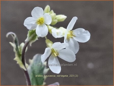 Arabis caucasica &#039;Variegata&#039; | Randjesbloem, Rijstebrij | Kaukasische G&auml;nsekresse | Mountain Rock Cress