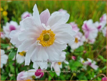 Anemone hupehensis &#039;Fantasy Rapunzel&#039; | Herfstanemoon, Japanse anemoon, Anemoon | Herbstanemone | Japanese Anemon