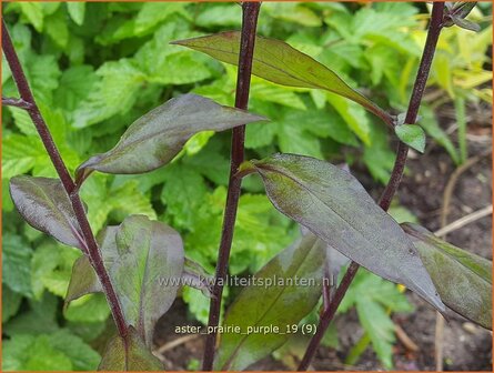 Aster &#039;Prairie Purple&#039; | Aster | Aster | Aster