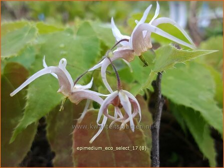 Epimedium &#039;Eco Select&#039; | Elfenbloem | Elfenblume | Barrenwort