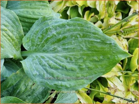 Hosta &#039;Diamond Lake&#039; | Hosta, Hartlelie, Funkia | Funkie | Hosta