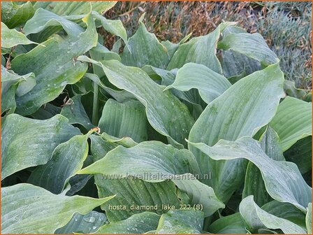 Hosta &#039;Diamond Lake&#039; | Hosta, Hartlelie, Funkia | Funkie | Hosta