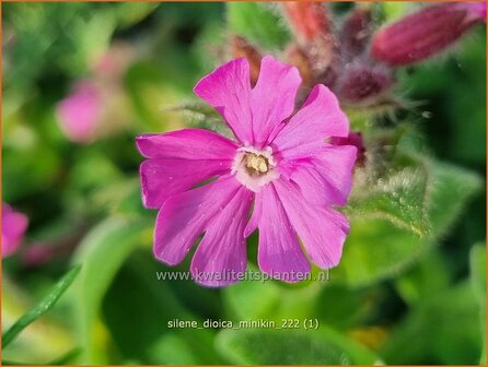 Silene dioica &#039;Minikin&#039; | Dagkoekoeksbloem, Koekoeksbloem, Lijmkruid | Rote Waldnelke | English Maiden