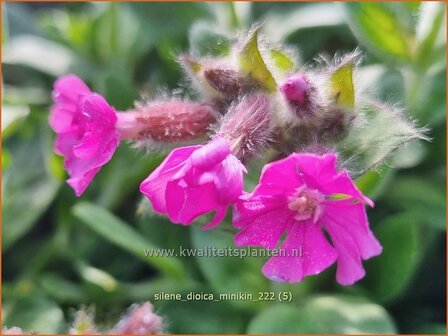 Silene dioica &#039;Minikin&#039; | Dagkoekoeksbloem, Koekoeksbloem, Lijmkruid | Rote Waldnelke | English Maiden