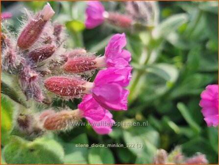 Silene dioica &#039;Minikin&#039; | Dagkoekoeksbloem, Koekoeksbloem, Lijmkruid | Rote Waldnelke | English Maiden