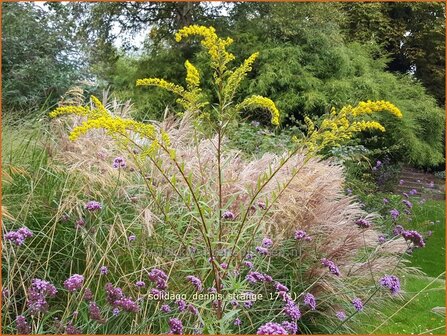 Solidago &#039;Dennis Strange&#039; | Guldenroede | Goldrute | Goldenrod