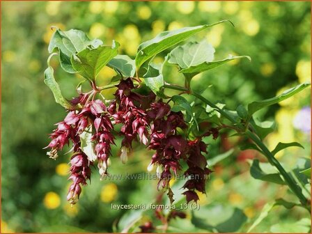 Leycesteria formosa | Fazantenbes, Caramelbes, Grootmoeders oorbel | Karamellbeere | Pheasant Berry