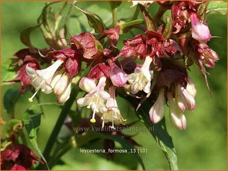 Leycesteria formosa | Fazantenbes, Caramelbes, Grootmoeders oorbel | Karamellbeere | Pheasant Berry