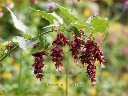 Leycesteria formosa | Fazantenbes, Caramelbes, Grootmoeders oorbel | Karamellbeere | Pheasant Berry