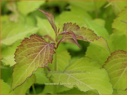 Leycesteria formosa | Fazantenbes, Caramelbes, Grootmoeders oorbel | Karamellbeere | Pheasant Berry