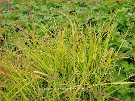 Miscanthus sinensis &#039;Little Miss&#039; | Chinees prachtriet, Chinees riet, Japans sierriet, Sierriet | Chinaschilf | E