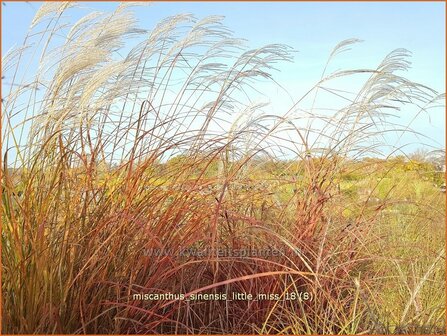 Miscanthus sinensis &#039;Little Miss&#039; | Chinees prachtriet, Chinees riet, Japans sierriet, Sierriet | Chinaschilf | E