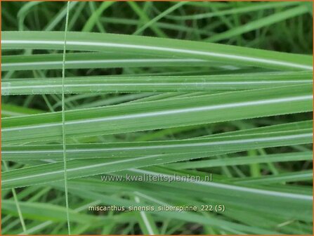 Miscanthus sinensis &#039;Silberspinne&#039; | Chinees prachtriet, Chinees riet, Japans sierriet, Sierriet | Chinaschilf | Eula