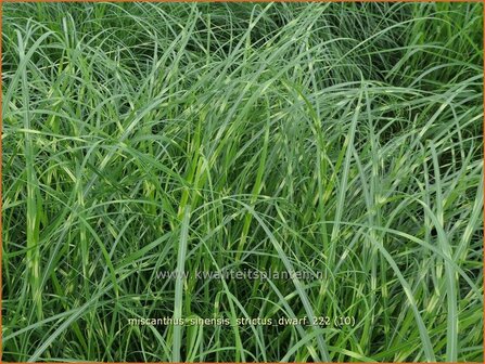 Miscanthus sinensis &#039;Strictus Dwarf&#039; | Zebragras, Prachtriet, Chinees riet, Japans sierriet | Zebraschilf | Zebra