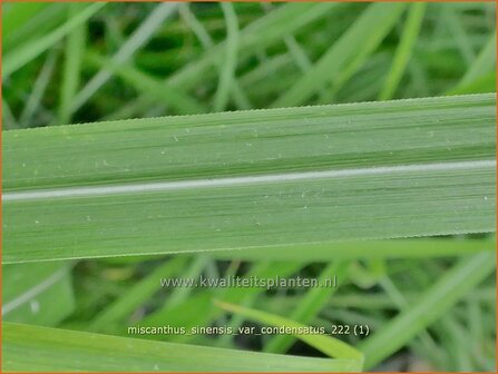 Miscanthus sinensis var. condensatus | Chinees prachtriet, Chinees riet, Japans sierriet, Sierriet | Chinaschilf | Eulalia gras