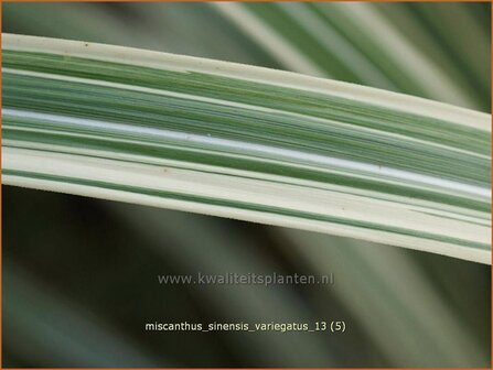 Miscanthus sinensis &#039;Variegatus&#039; | Chinees prachtriet, Chinees riet, Japans sierriet, Sierriet | Chinaschilf | Eu
