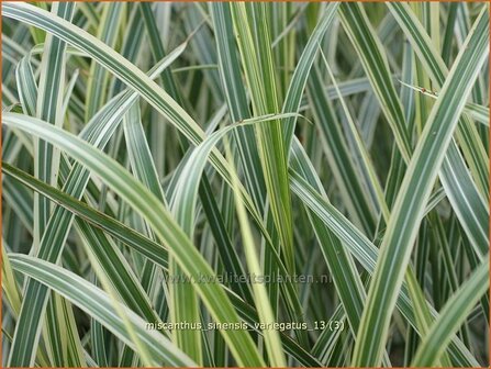 Miscanthus sinensis &#039;Variegatus&#039; | Chinees prachtriet, Chinees riet, Japans sierriet, Sierriet | Chinaschilf | Eu
